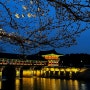 경주 가볼만한 곳 월정교 벚꽃 야경 개방시간 주차장