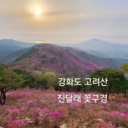 강화도 고려산 진달래 꽃구경 이번 주 절정, 등산코스 주차 실시간 개화율
