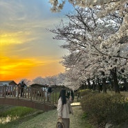 [시흥/장곡동] 갯골생태공원 벚꽃축제 벚꽃터널🌸 - 썬셋/야경ver.
