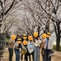[4월 일상] 벚꽃 만개한 ‘안양천’ 나들이 (벚꽃 실시간 상황)