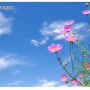[좋은글] 꽃은 바람에 흔들리며 핀다