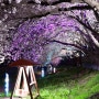 해미천 벚꽃 야경