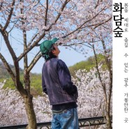 광주 화담숲 벚꽃 현황 수선화축제 후기