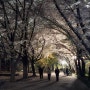 이번 주까지 가야하는 대전 여행 벚꽃 명소 카이스트 가볼만한 곳 (1)