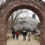 인천 지금 가볼만한곳 / 인천대공원 벚꽃축제 & 인생샷 벚꽃명소