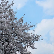 [주간일기] 4월 1주 - 봄, 벚꽃 그리고 건강검진