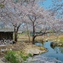 아산 당림미술관 겹벚꽃 명소 개화시기 벚꽃비 내림