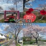 천안 벚꽃 명소 북면 위례 벚꽃축제 4월 개화상태 이번주 만개