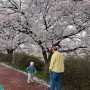 [세종 벚꽃 명소] 올해는 조치원 조천변 가족나들이♥ 청주 20분 거리