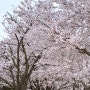 시흥 벚꽃명소 갯골생태공원 벚꽃 실시간 개화현황 수선화 만개시기 주차비