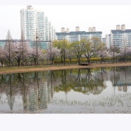 봄나드리하기 좋은곳 호수공원 벚꽃절정