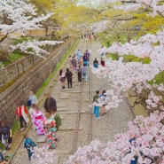 일본 교토 여행지 코스 벚꽃 명소 게아게인클라인
