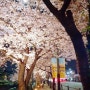 벚꽃으로 물든 서울 불광천의 봄 야간나들이
