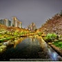 인천 벚꽃나들이 명소 추천 서운체육공원 옆 계산천 산책길