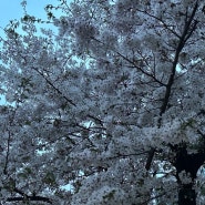일본에서의 벚꽃