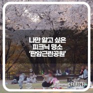 나만 알고 싶은 대전 벚꽃 피크닉 명소 '판암근린공원'