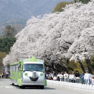 행복했던 2024 서울대공원 벚꽃축제