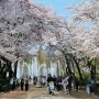 아이와 가볼만한 곳 "서울어린이대공원" 만개한 벚꽃과 동물원, 놀이동산 (서울 광진구)