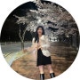 대구 팔공산 벚꽃 명소 실시간 만개해서 딱 예뻐요!