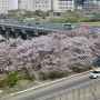 (4/9) 안양천 오목교 산책길 벚꽃 근황