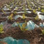 잠오는 상추, 흑하랑상추 3년째 친환경 재배