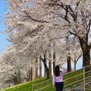 하남 덕풍천 벚꽃 구경 4월 실시간 모습 공유해요