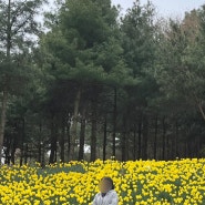 충남 예산 4월 봄 가볼 만한 곳 수선화 명소라는 "추사고택"에서 꽃구경