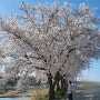 2024, 원주 벚꽃 명소 원주천, 용소막 성당 꽃나들이