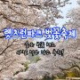 [과천] 숨은 벚꽃 명소 렛츠런파크 벚꽃축제 무료입장 추천하는 벚꽃스팟 후기