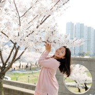 인천 벚꽃 명소 세 군데 마음에 쏙 드는 곳을 찾다