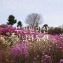 [부천 봄 꽃축제] 원미산 진달래동산 나들이 후기