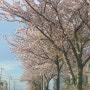 24' 벚꽃엔딩_ 봄 바람 휘날리면 흩날리는 벚꽃잎이 ...