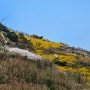 봄꽃과 함께한 안산 인왕산 연계 산행 (봄꽃 트레킹 코스)