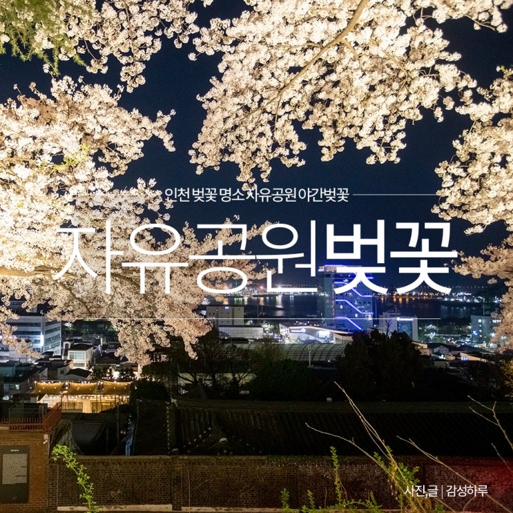 인천 벚꽃 명소 자유공원 벚꽃축제 실시간 야경 주차장