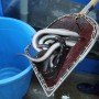 의왕역장어 초벌장어를 가성비좋게 구매할수 있는 놀부수산