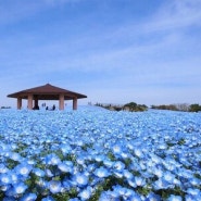 후쿠오카 여행 봄에 가볼만한 곳 푸른 네모필라꽃 축제