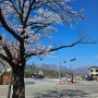 [한량] 속초 나들이, 벚꽃 구경