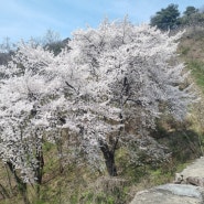 담양 금성산성 벚꽃 개화 서문 철마봉 코스 산행