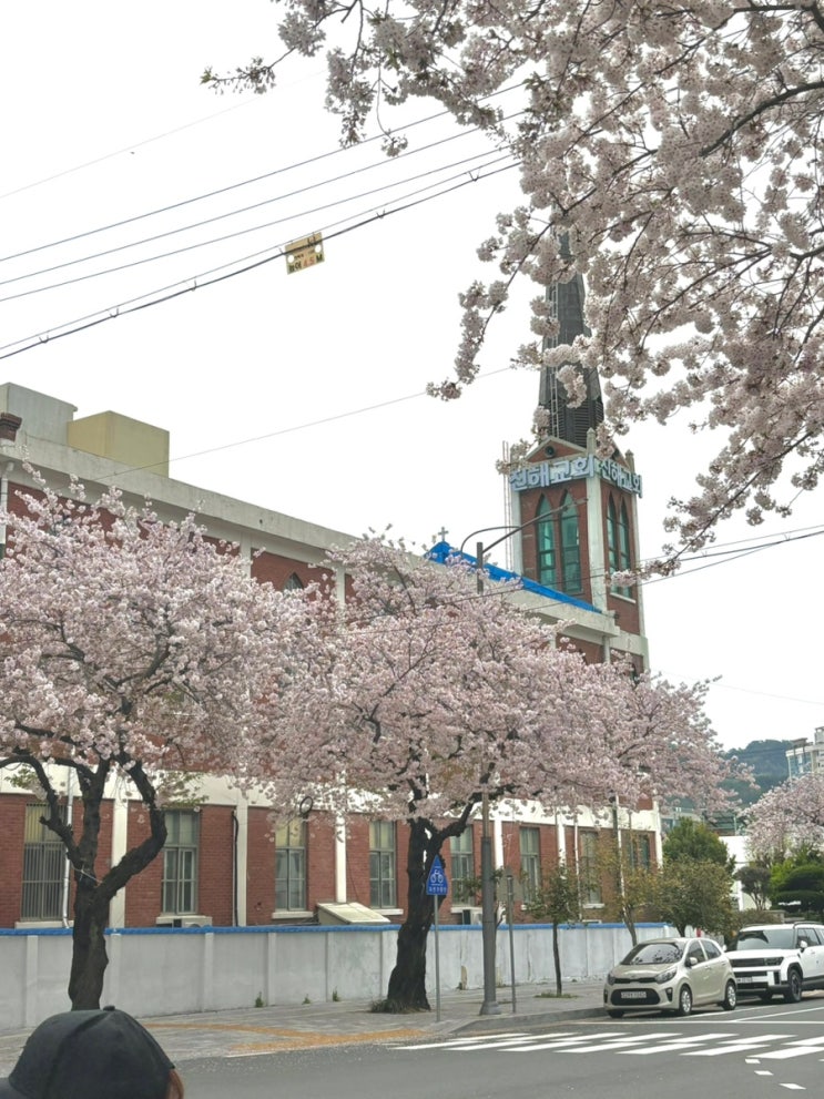 [진해] 벚꽃여행코스/ 맛집추천/카페추천/ 목화냉면/ 송학커피