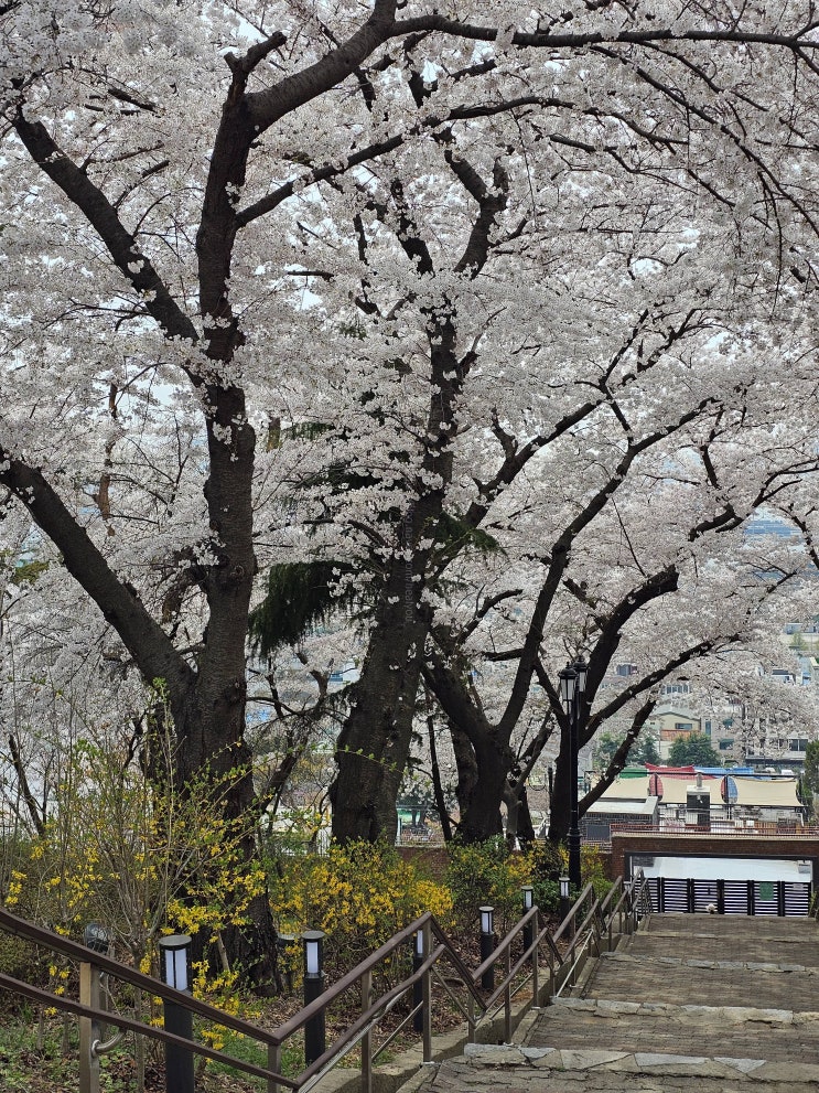 인천 벚꽃 명소 꽃구경 자유공원