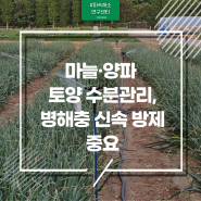 마늘·양파 안정 생산…토양 수분관리·병해충 신속 방제 당부