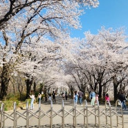 경기도 파주 벚꽃 명소 오산리기도원 분수천 개화 상태