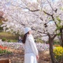 서울벚꽃나들이 서대문 안산자락길 허브원 벚꽃 튤립