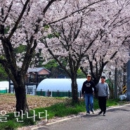 어느멋진 봄날-벚꽃나들이(2024.04.07)