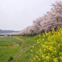 함안 칠서 벚꽃길