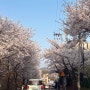[평택/송탄] 국제대학교 벚꽃 축제 ( 푸드트럭, 위치, 주차장 )