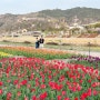 [남원여행] 광한루원 춘향제와 남원 요천벚꽃의 낮과 밤