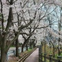 노홍저수지 벚꽃길 산책