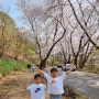 동탄 벚꽃 리베라CC 아이와 산책 후기