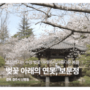 경주보문정 수양벚꽃과 연못이 아름다운 곳!